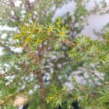 Boróka, Oszlopos boróka