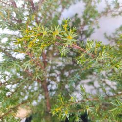 Boróka, Oszlopos boróka