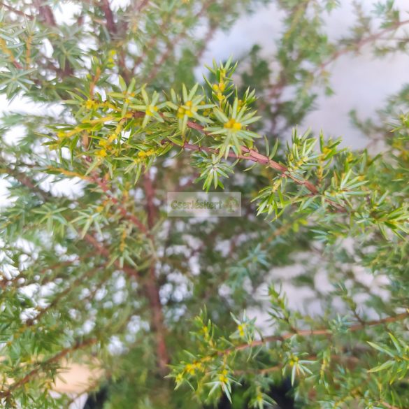 Boróka, Oszlopos boróka