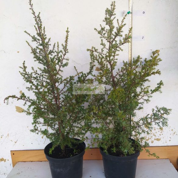 Boróka, Oszlopos boróka