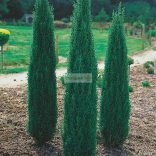 Boróka, Oszlopos boróka