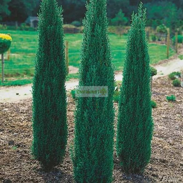 Boróka, Oszlopos boróka