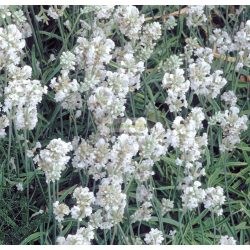 Levendula, Fehér virágú 