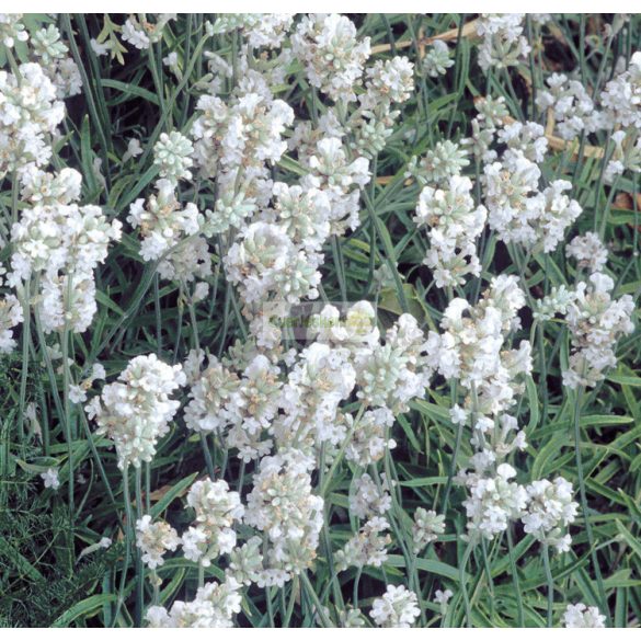 Levendula, Fehér virágú 