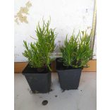 Levendula, Fehér virágú 