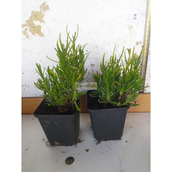 Levendula, Fehér virágú 