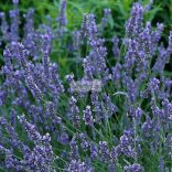 Levendula, liláskék virágú