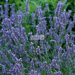 Levendula, liláskék virágú