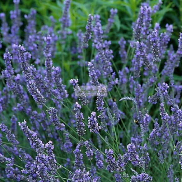 Levendula, liláskék virágú