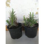 Levendula, liláskék virágú