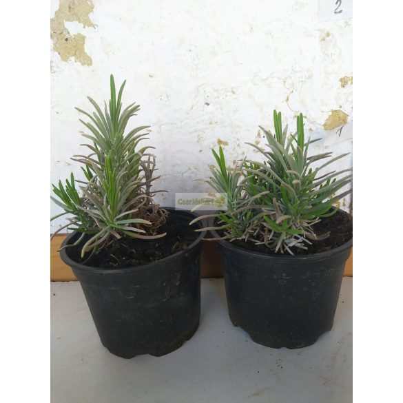 Levendula, liláskék virágú