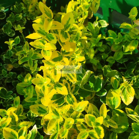 Kecskerágó, aranytarka terülő 