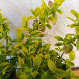 Kecskerágó, aranytarka terülő 