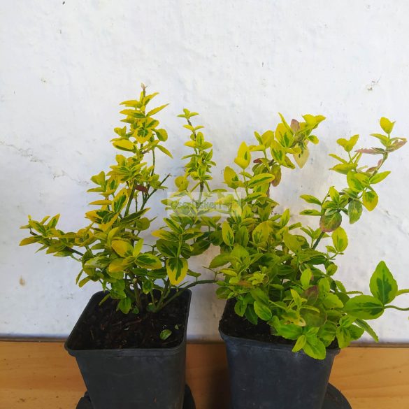 Kecskerágó, aranytarka terülő 