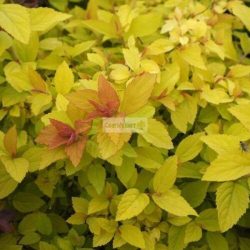 Gyöngyvessző, Japán gyöngyvessző Golden Princess