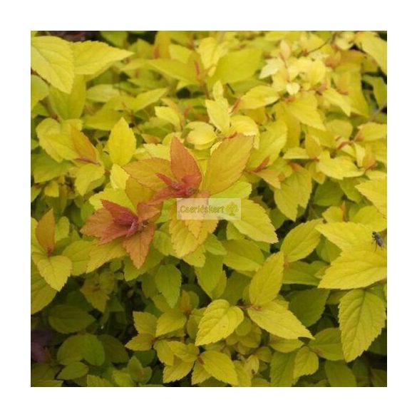 Gyöngyvessző, Japán gyöngyvessző Golden Princess