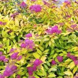 Gyöngyvessző, Japán gyöngyvessző Golden Princess