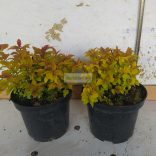 Gyöngyvessző, Japán gyöngyvessző Golden Princess