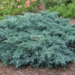 Boróka, Himalájai törpe boróka