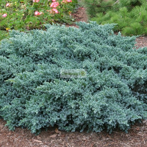 Boróka, Himalájai törpe boróka