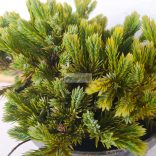 Boróka, Himalájai törpe boróka