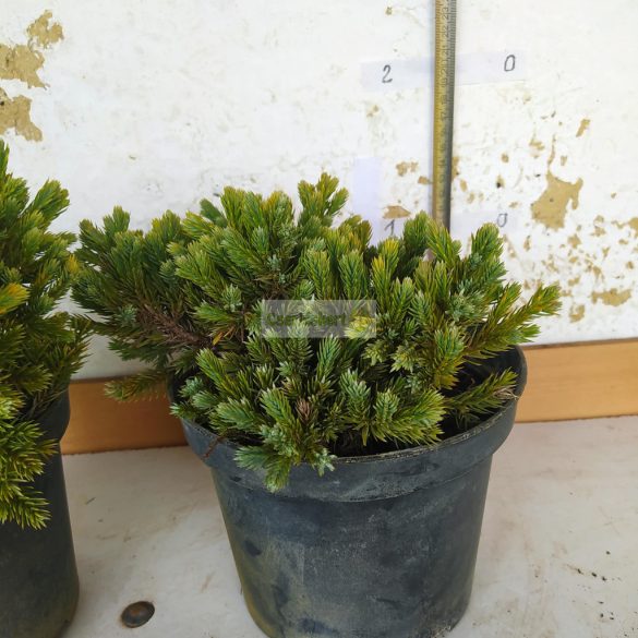 Boróka, Himalájai törpe boróka