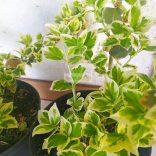 Kecskerágó, Fehér tarka levelű, terülő