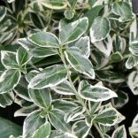 Kecskerágó, Fehér tarka levelű, terülő