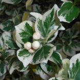 Kecskerágó, Fehér tarka levelű, terülő