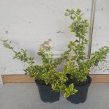 Kecskerágó, Fehér tarka levelű, terülő