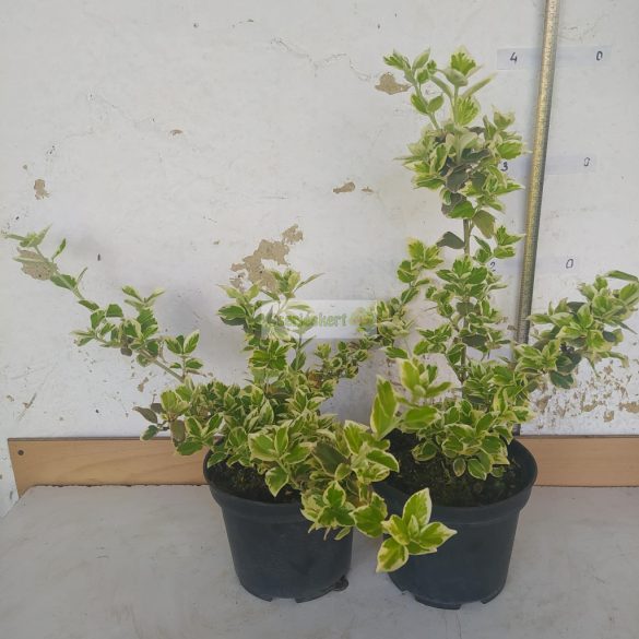 Kecskerágó, Fehér tarka levelű, terülő