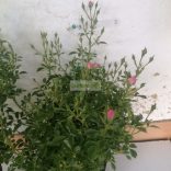 Rózsa, Miniatűr rózsaszín rózsa