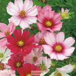 Kerti pillangóvirág