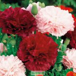 Peonia virágú mák