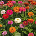 Pompás rézvirág mag