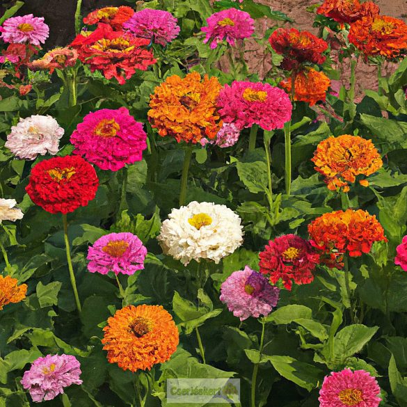 Pompás rézvirág mag