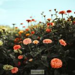 Pompás rézvirág mag