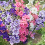 Kerti szarkaláb mag