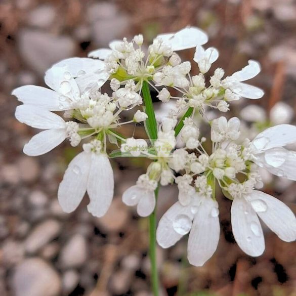 Nagyvirágú laputurbolya mag