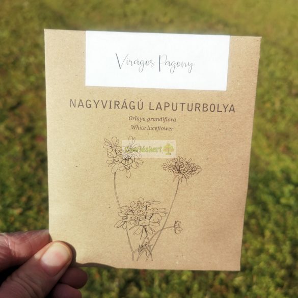Nagyvirágú laputurbolya mag