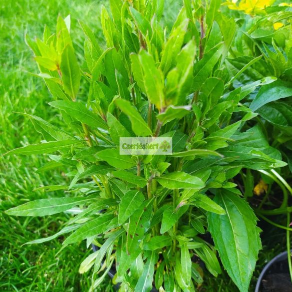 Évelő díszgyertya alacsony