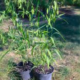 Széleslevelű különösfű 