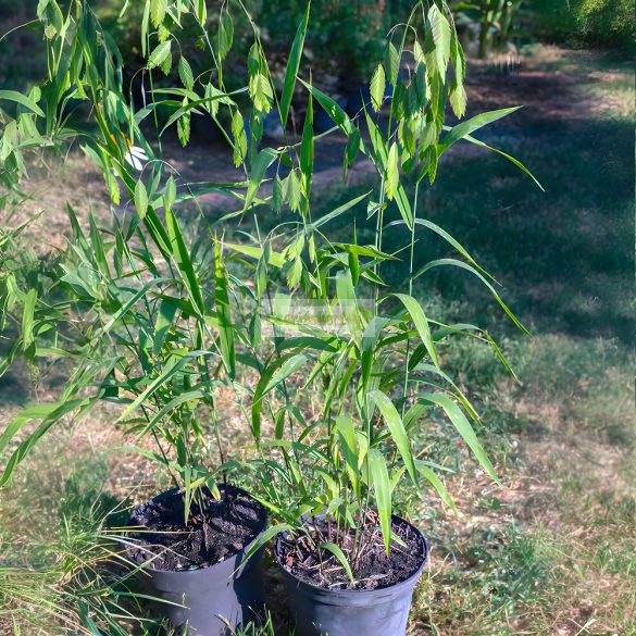 Széleslevelű különösfű 