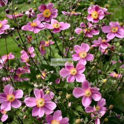 Szellőrózsa, kínai szellőrózsa