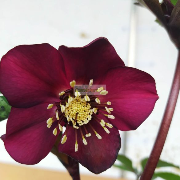 Hunyor, Keleti hunyor bordó