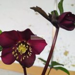 Hunyor, Keleti hunyor bordó