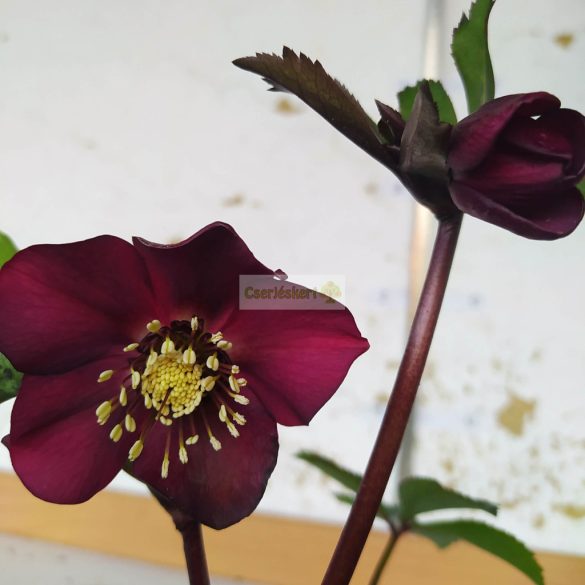 Hunyor, Keleti hunyor bordó