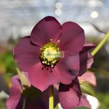 Hunyor, Keleti hunyor bordó