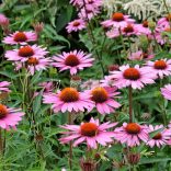 Bíbor kasvirág, rózsaszín