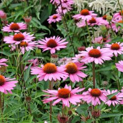 Bíbor kasvirág, rózsaszín